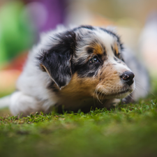 Australian Shepherd, Puppy, dog