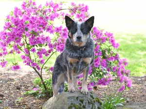Flowers, rhododendron, Australian cattle dog, dog-collar, dog