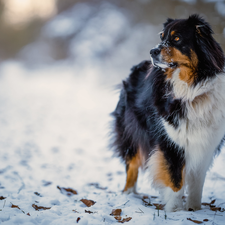 muzzle, snow, Australian Shepherd, A snow-covered, dog