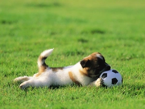 dog, Ball