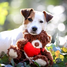Plush, teddy bear, Jack Russell Terrier, toy, dog