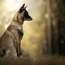 grass, dog, Belgian Shepherd Malinois