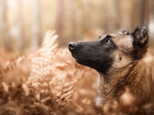 Plants, dog, Belgian Shepherd Malinois