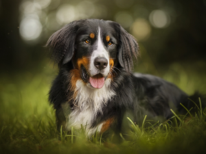 grass, dog, Bernese Mountain Dog