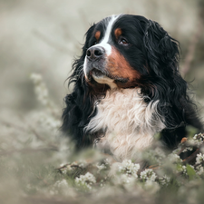 Bernese Mountain Dog, dog