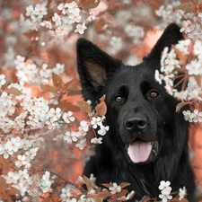 Flowers, Twigs, Black German Shepherd Dog, White, dog