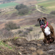 dog, red hot, dog-collar, boxer