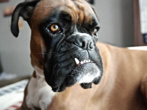 dog, boxer