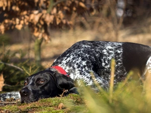Braque d, lying, dog