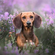 Brown, dachshund, heathers, dog