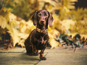 dog, Dachshund Shorthair, dog-collar, Brown