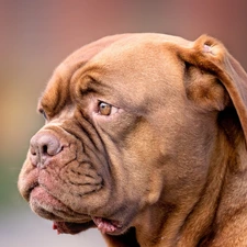 dog, English Bulldog