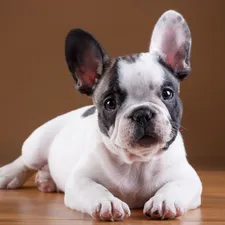 French Bulldog, Puppy, dog