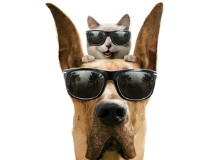 cat, Glasses, Head, dog