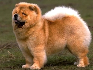 dog, Chow chow