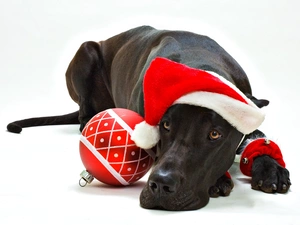 Dog German, Christmas