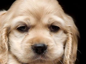 Cocker Spaniel, muzzle, dog