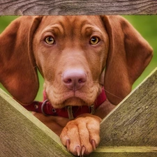 muzzle, dog-collar, Hungarian Shorthaired Pointer, Fance, dog