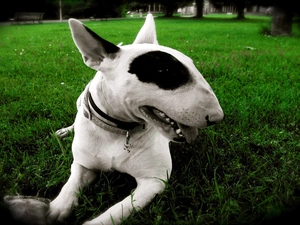 Bulterier, dog-collar, grass, patch