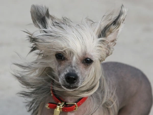 Chinese, red hot, dog-collar, comber