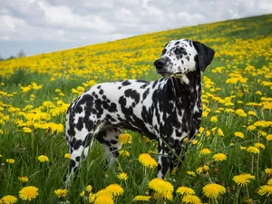 Dalmatian, dandelions, Flowers, dog