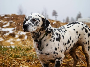 dog, Dalmatian