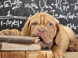 Books, Dog de Bordeaux, dog