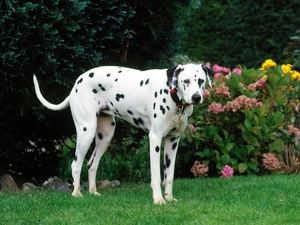 Garden, sapling, Dalmatian, dog-collar, dog