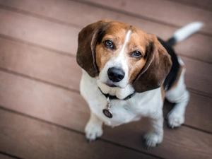 sad, Eyes, Beagle, dog-collar, doggy