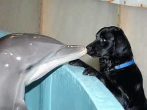 dolphin, Pool, kiss, dog