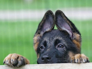 ears, young, sheep-dog