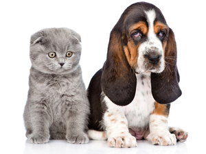 Gray, Scottish Fold Cat, Puppy, Basset Hound, dog