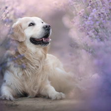 Golden Retriever, lying, dog