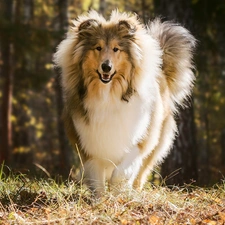 grass, Collie rough, dog