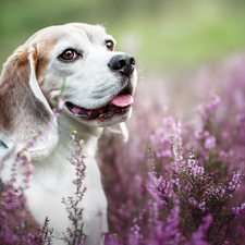 heathers, Beagle, Smile, dog