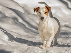 snow, dog, Jack Russell Terrier