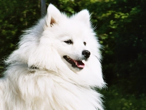 Japanese Spitz, white, dog