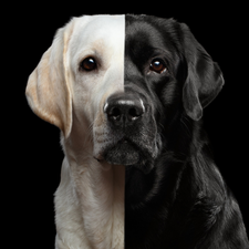 dark, background, Labrador Retriever, black and white, dog