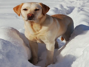 dog, Labrador