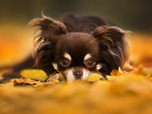 Leaf, dog, Long-haired Chihuahua