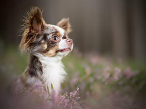 muzzle, dog, Long-haired Chihuahua