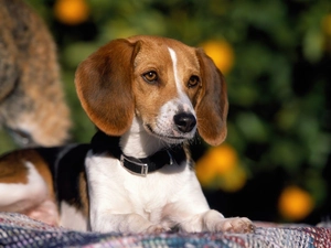 Longs, ears, dog, dog-collar, lying