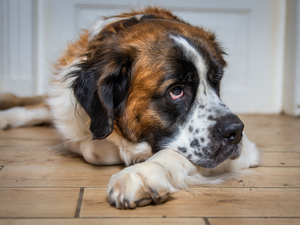 lying, Bernard, floor, dog