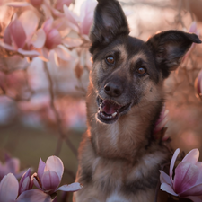 dog, Magnolias