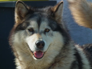 dog, Alaskan Malamute