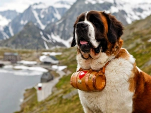 Mountains, Bernard, barrel, dog