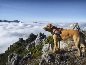 Mountains, rocks, clouds, dog