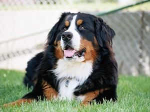 mouth, Bernese Mountain Dog