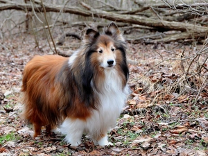 sheep-dog, Park, Leaf, Scotch