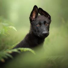 Leaf, Fern, Puppy, Black German Shepherd Dog, dog